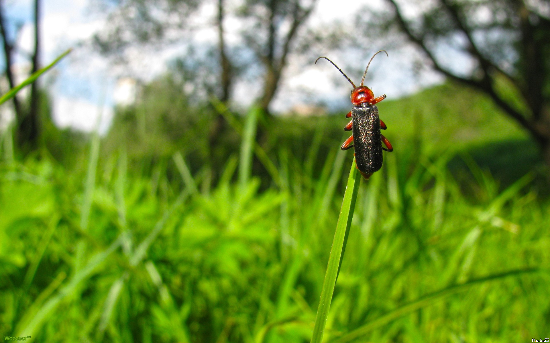 Fonds d'cran Animaux Insectes - Divers 