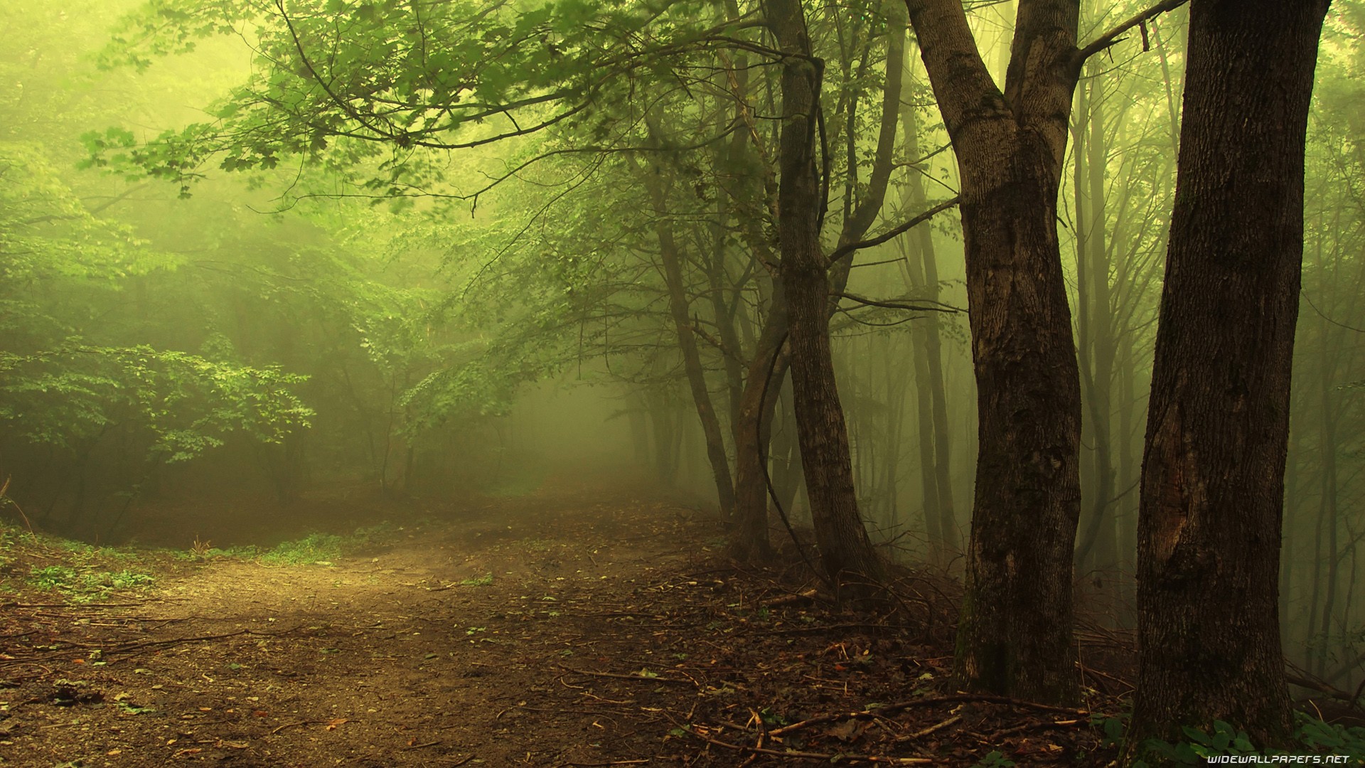 Fonds d'cran Nature Arbres - Forts 