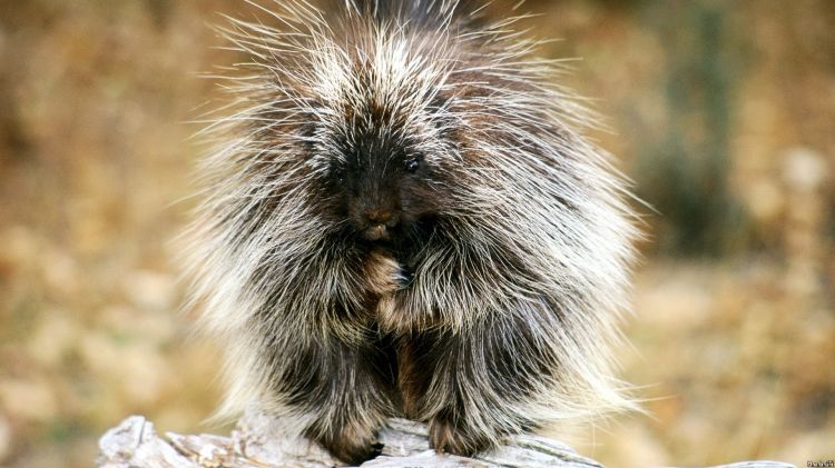 Wallpapers Animals Porcupine Wallpaper N297918