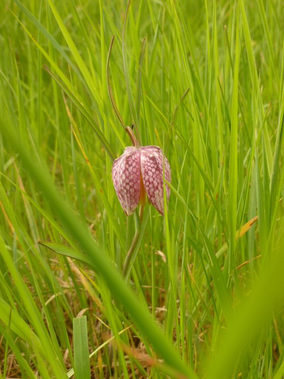 Fonds d'cran Nature Fleurs Fleures