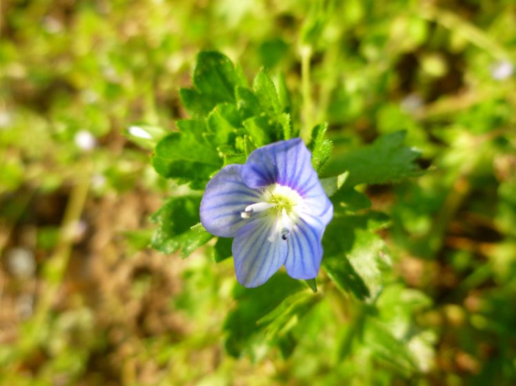 Fonds d'cran Nature Fleurs Fleures