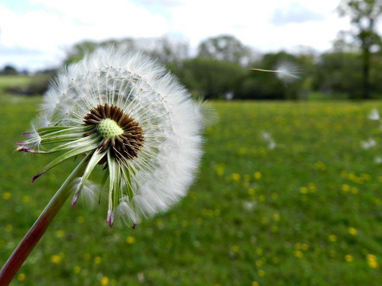 Wallpapers Nature Flowers Pissenlit