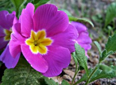  Nature Fleurs 