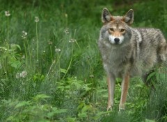  Animaux Image sans titre N297925