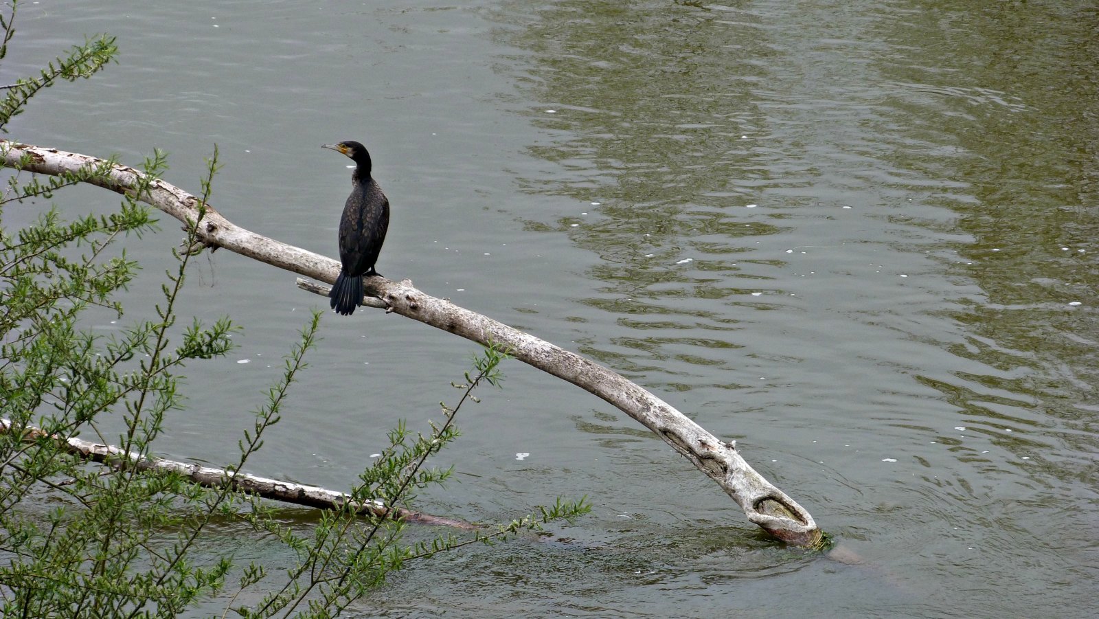 Fonds d'cran Animaux Oiseaux - Divers La loire