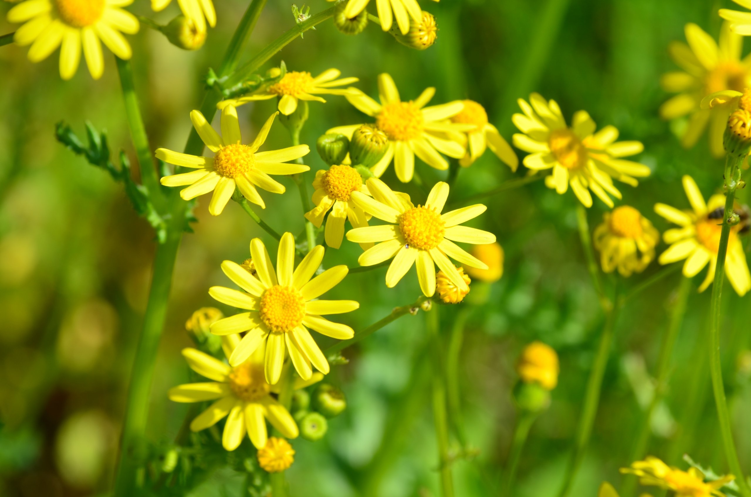 Fonds d'cran Nature Fleurs 