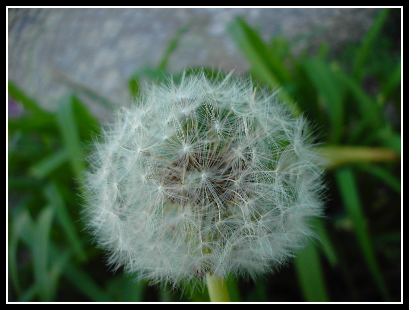 Fonds d'cran Art - Numrique Nature - Fleurs 