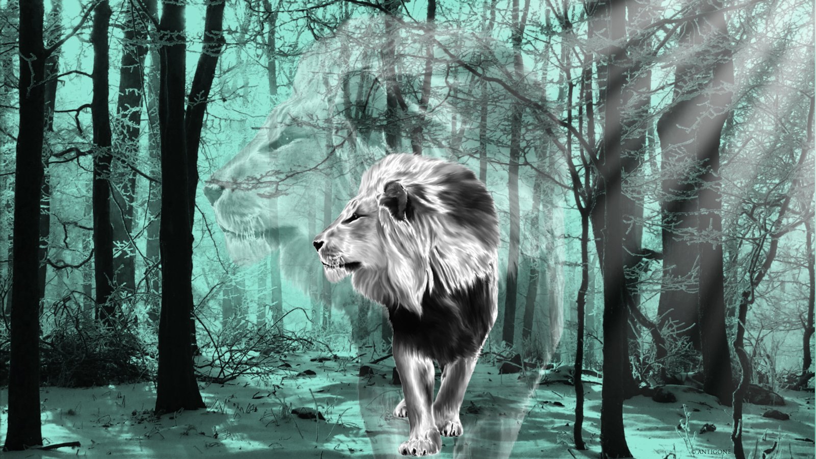 Wallpapers Animals Felines - Lions Lion