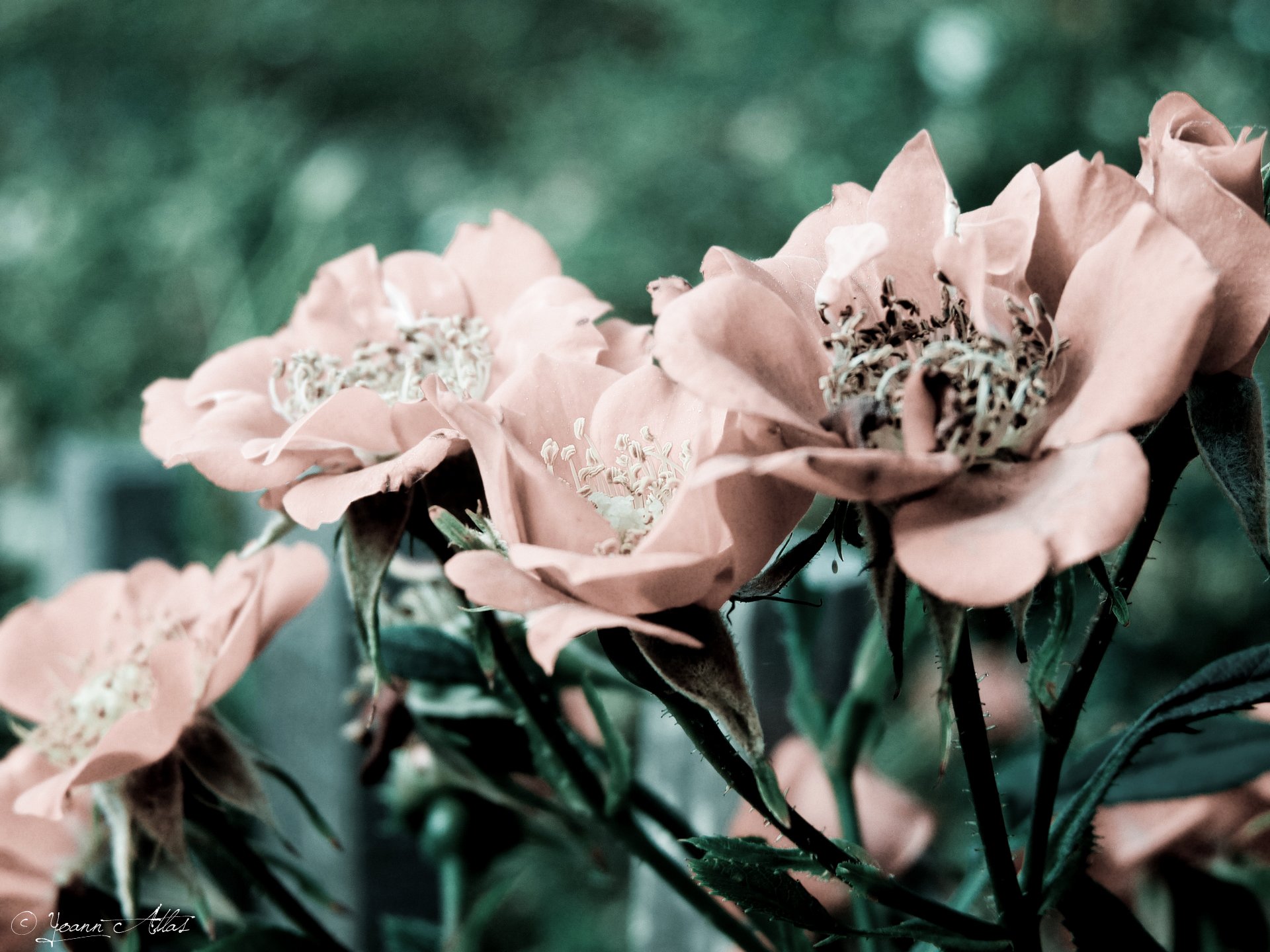 Fonds d'cran Nature Fleurs Rose