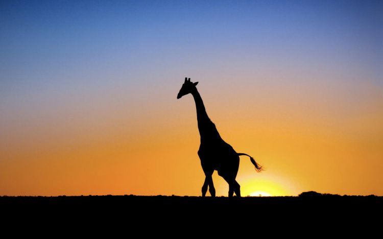 Wallpapers Animals Giraffes Wallpaper N298146