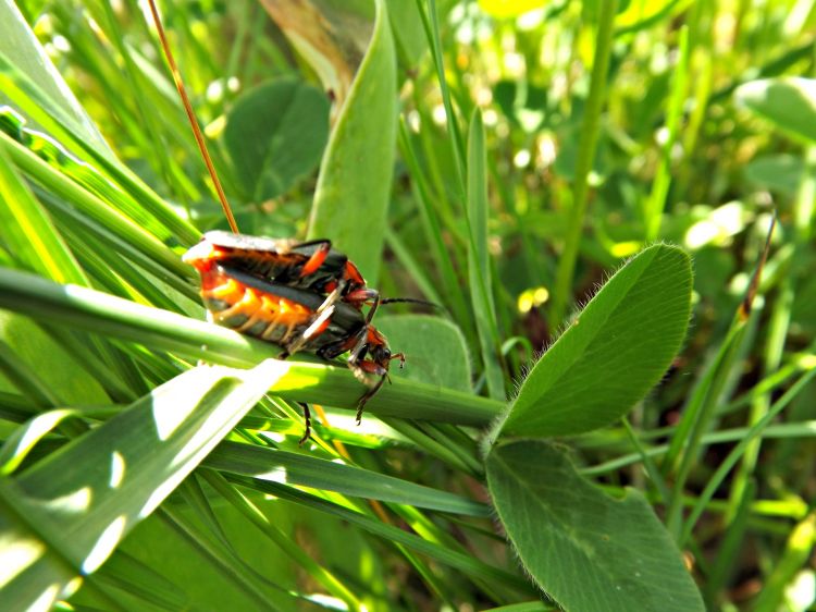 Fonds d'cran Animaux Insectes - Divers c'est a le peuple de l'herbe!