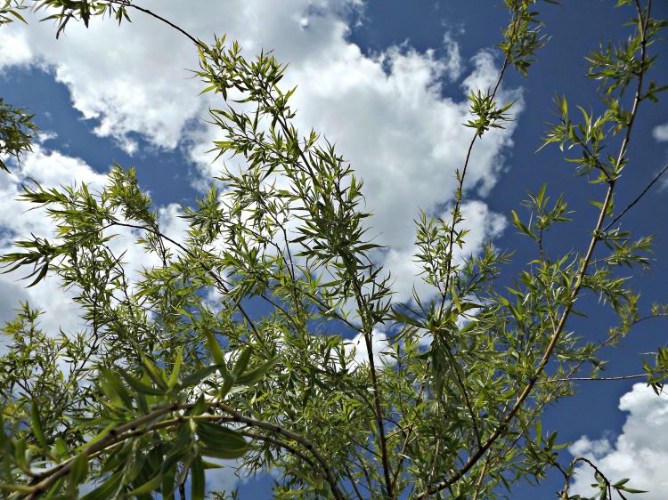 Fonds d'cran Nature Plantes - Arbustes saule pleureur