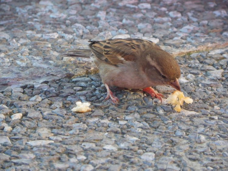 Fonds d'cran Animaux Oiseaux - Moineaux oiseau