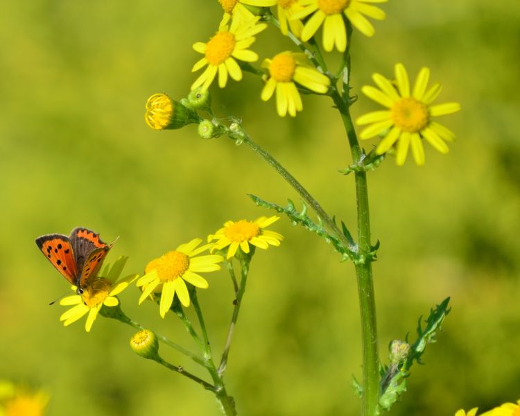 Fonds d'cran Animaux Insectes - Papillons Wallpaper N298161