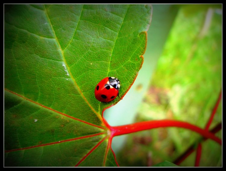 Wallpapers Animals Insects - Ladybugs coccinelle