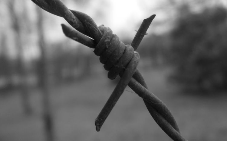 Fonds d'cran Nature Noir et Blanc Fil de barbel