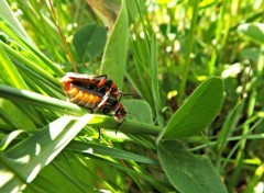  Animaux c'est a le peuple de l'herbe!