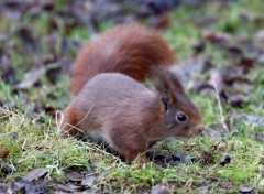  Animaux Image sans titre N298174