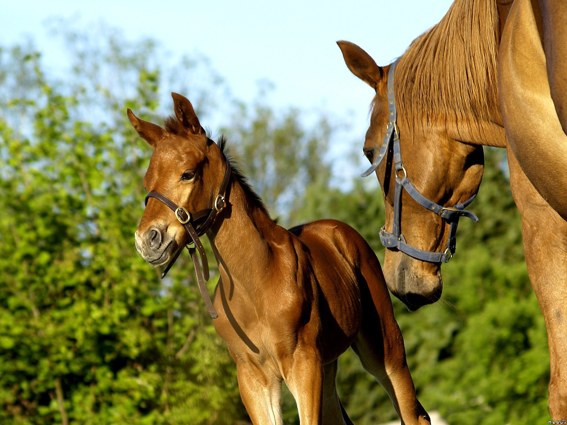 Fonds d'cran Animaux Chevaux 