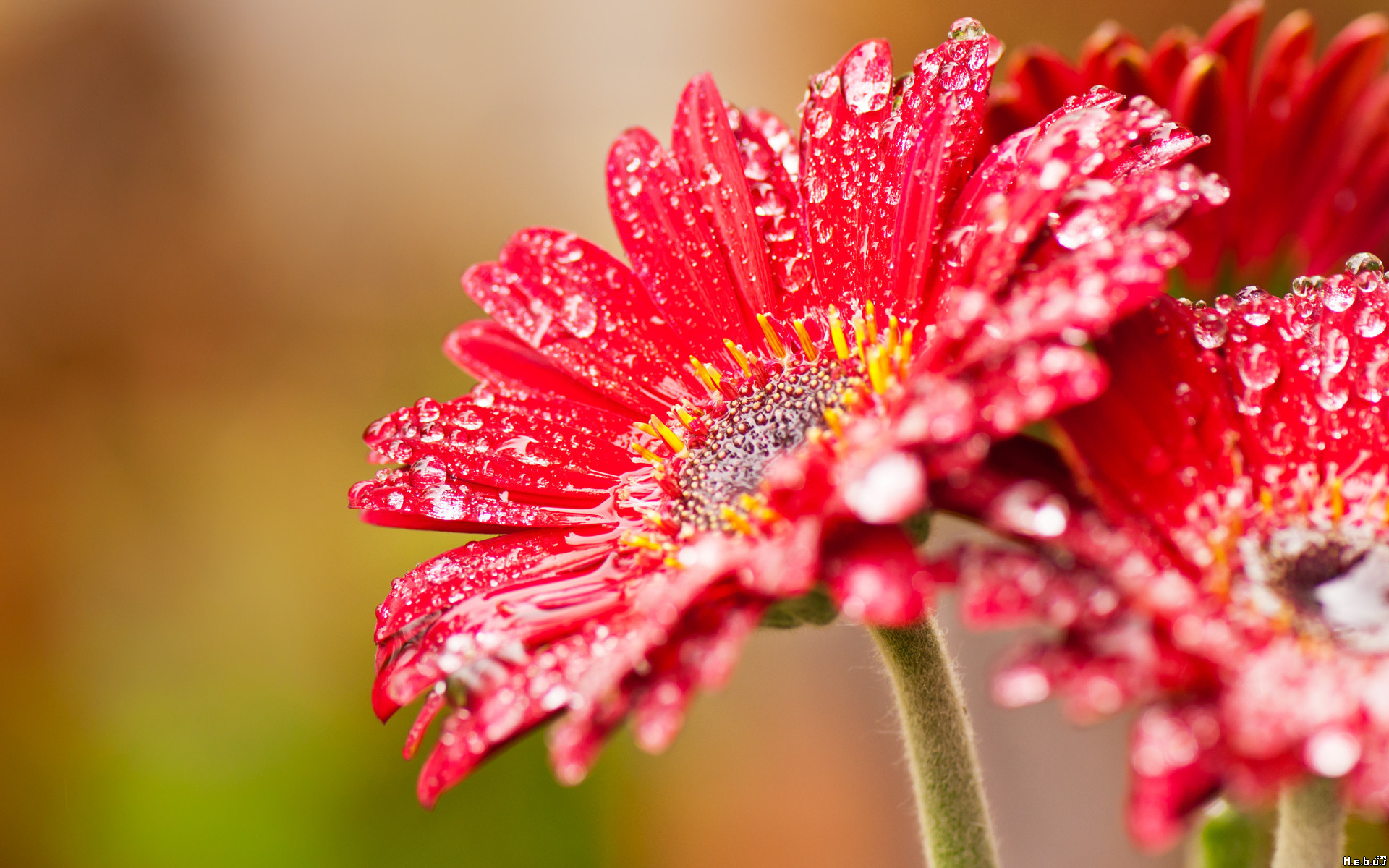 Fonds d'cran Nature Fleurs 