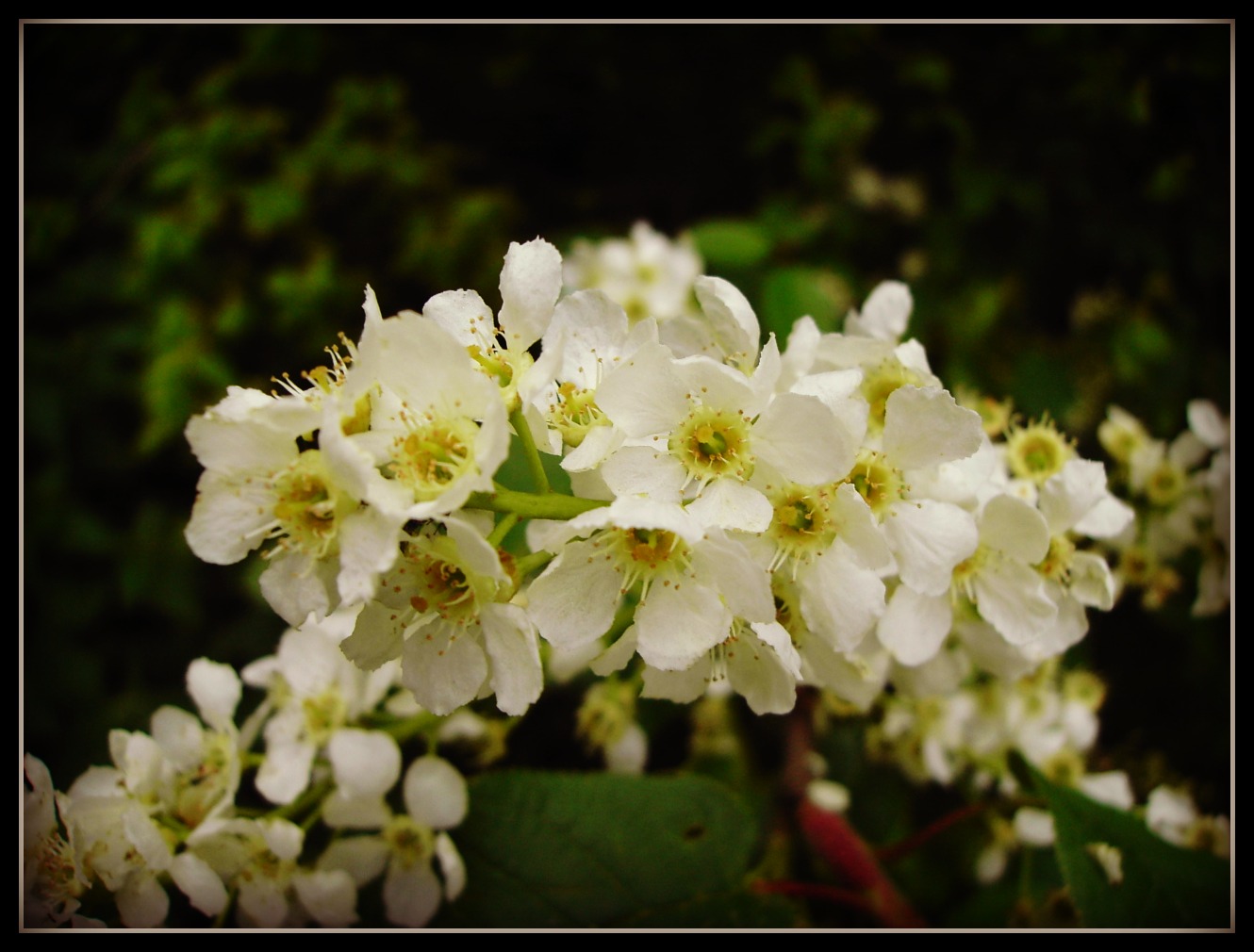 Wallpapers Nature Flowers 