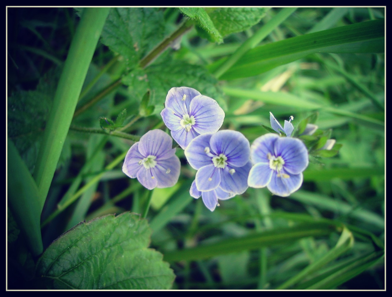 Fonds d'cran Nature Fleurs 