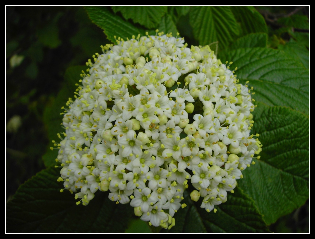 Fonds d'cran Nature Fleurs 