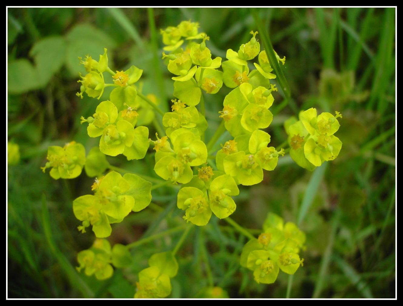 Fonds d'cran Nature Fleurs 