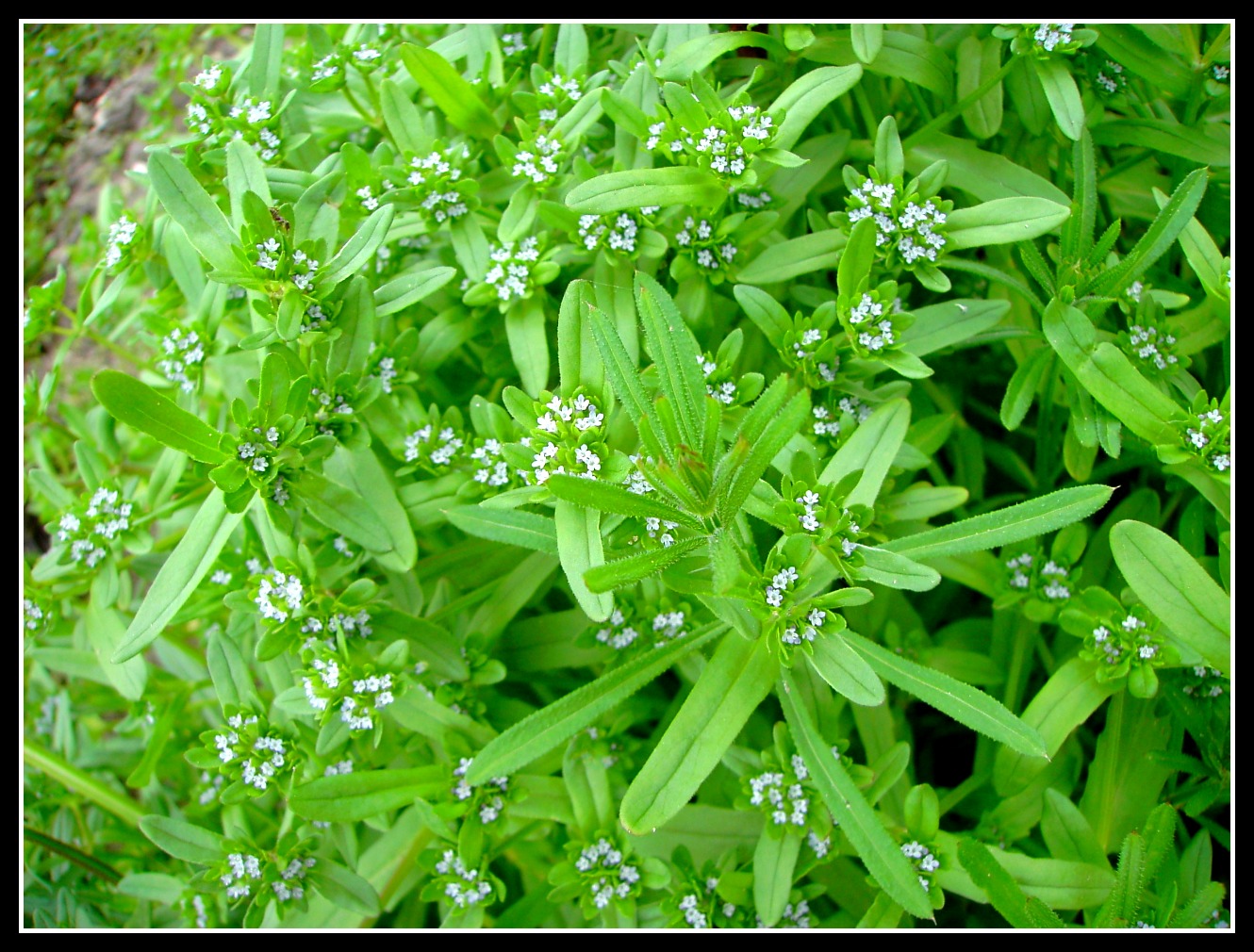 Fonds d'cran Nature Fleurs 