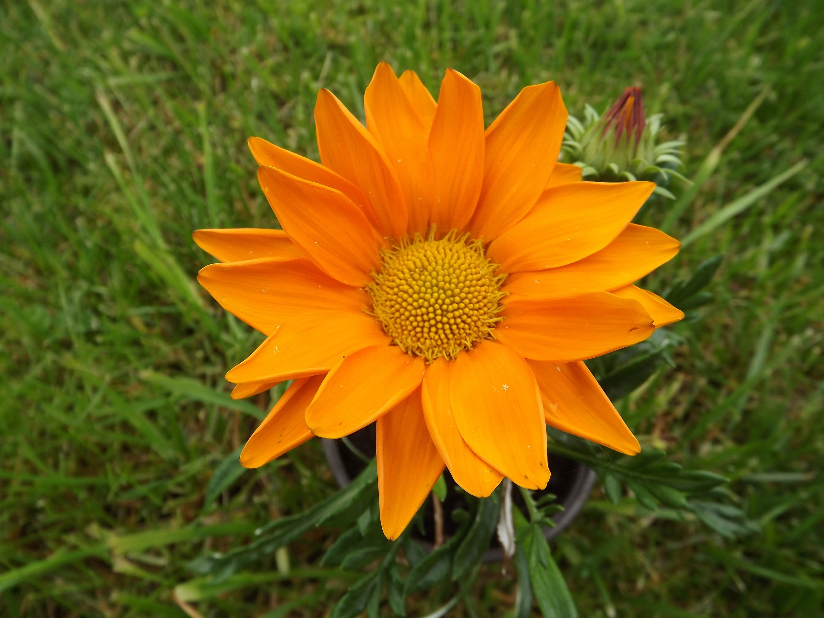 Wallpapers Nature Flowers orange est la fleur...