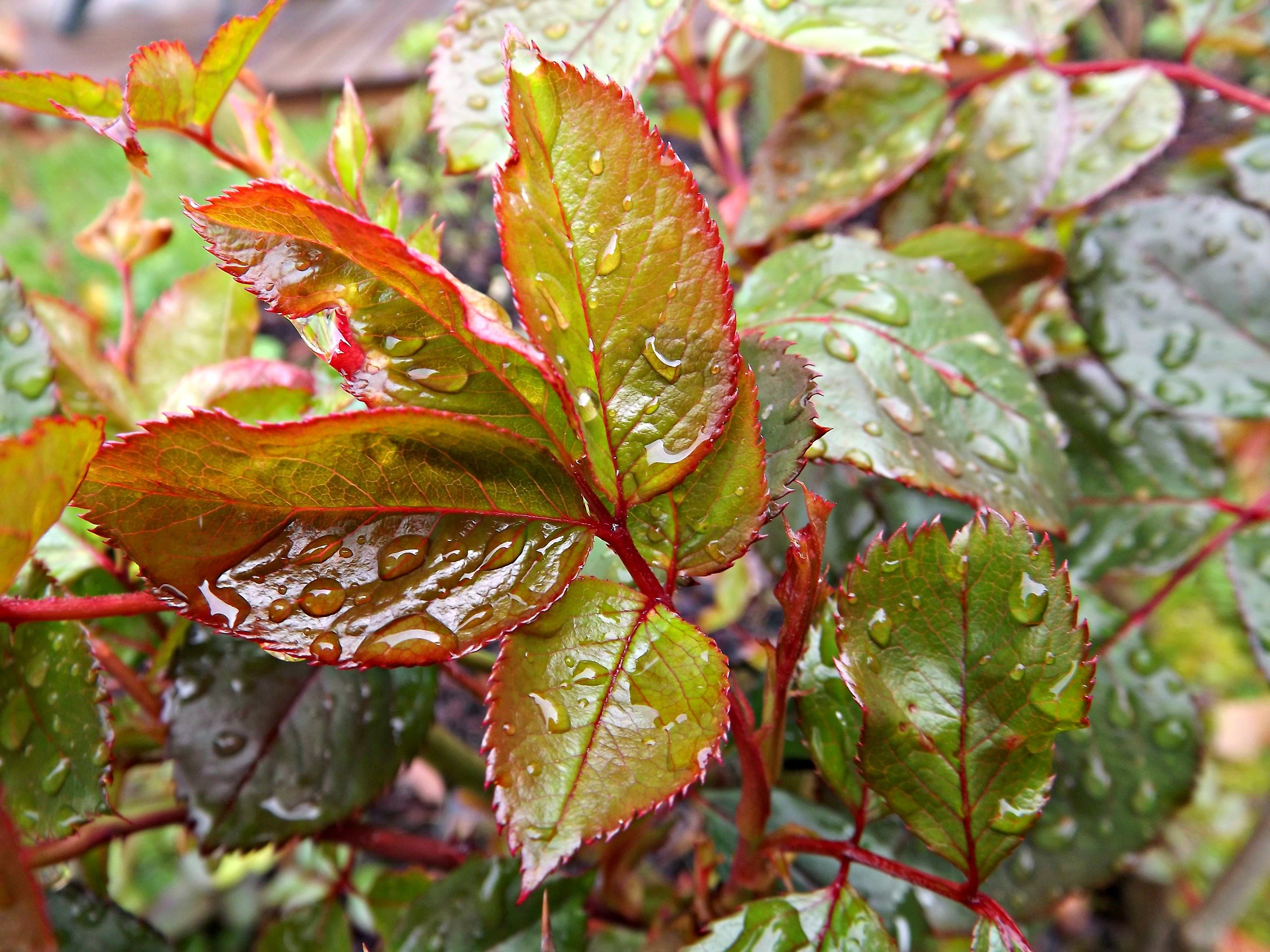 Fonds d'cran Nature Feuilles - Feuillages pluie sur le rosier