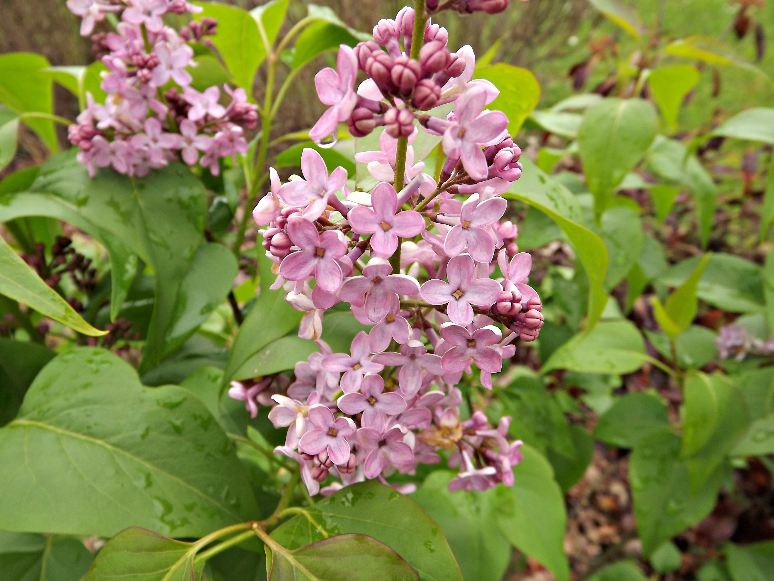 Wallpapers Nature Flowers lila en fleurs 