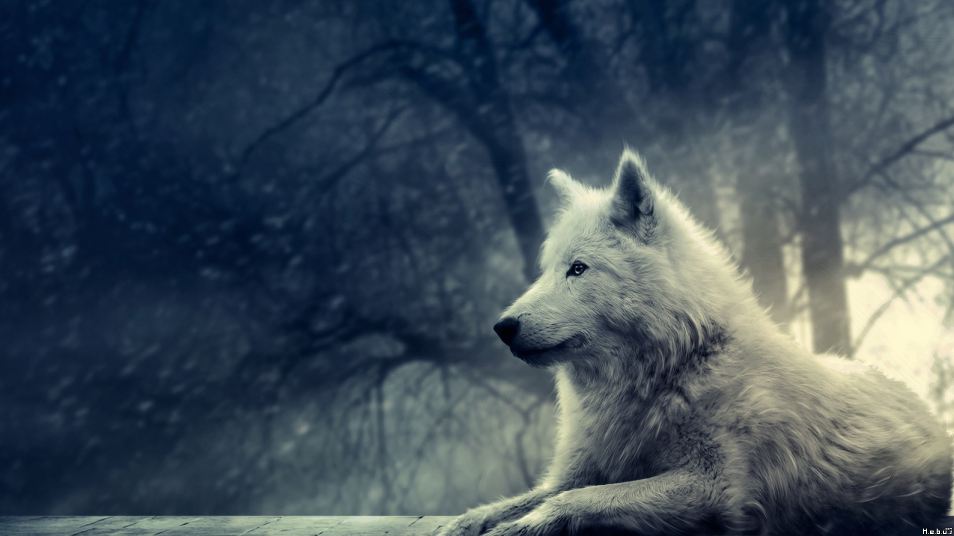 Wallpapers Animals Wolves 