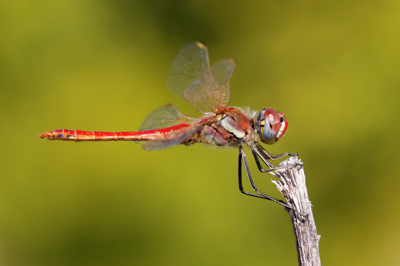 Wallpapers Animals Insects - Dragonflies Libellule rouge sur un brin d'herbe sec