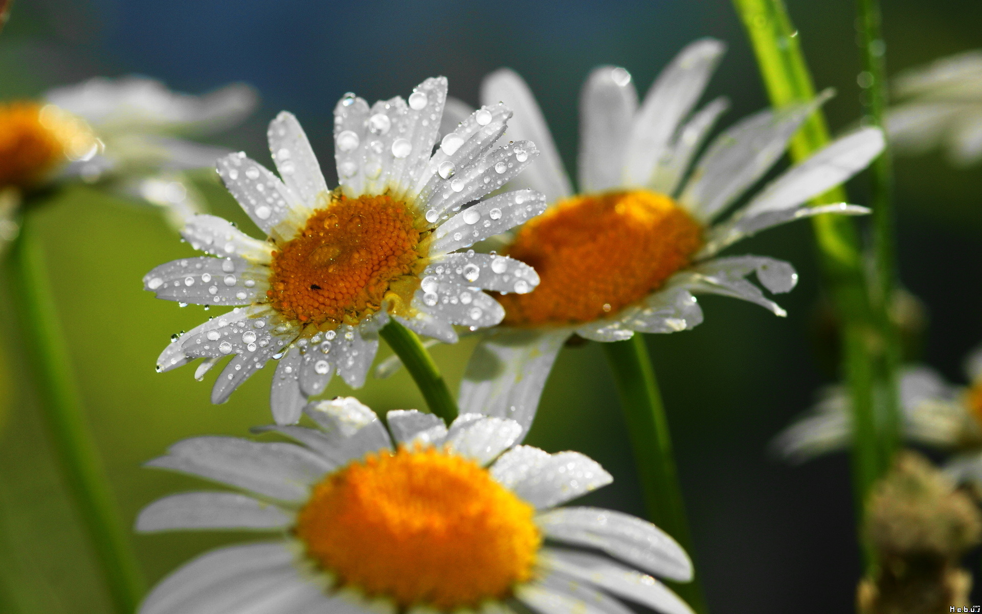 Fonds d'cran Nature Fleurs 