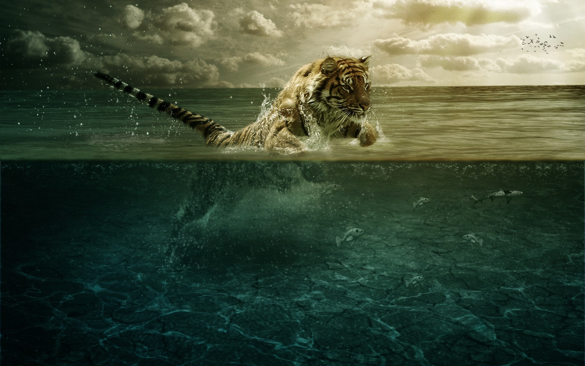 Wallpapers Animals Felines - Tigers 