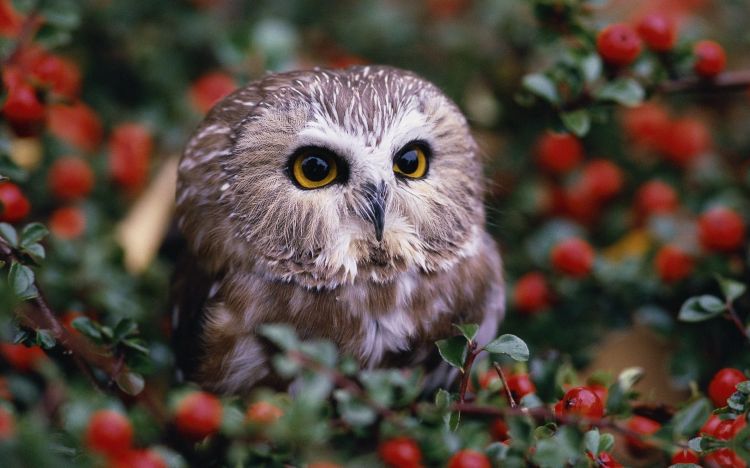 Fonds d'cran Animaux Oiseaux - Hiboux et Chouettes Wallpaper N298187