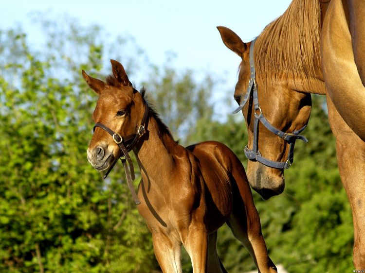 Fonds d'cran Animaux Chevaux Wallpaper N298188