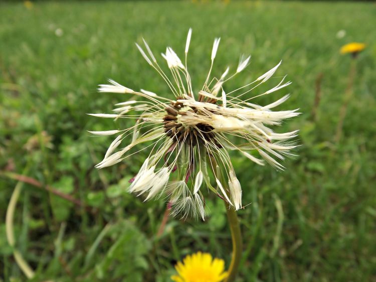 Wallpapers Nature Flowers la nature sauvage