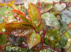  Nature pluie sur le rosier