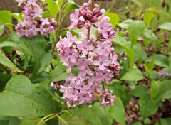  Nature lila en fleurs 