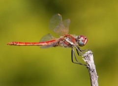  Animaux Libellule rouge sur un brin d'herbe sec