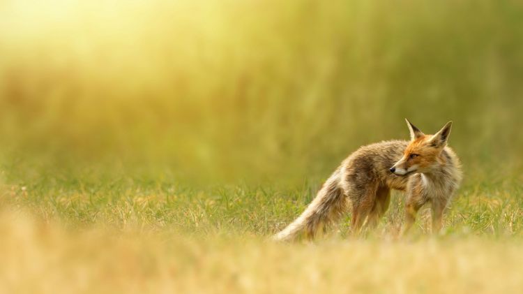 Wallpapers Animals Foxes Wallpaper N298328