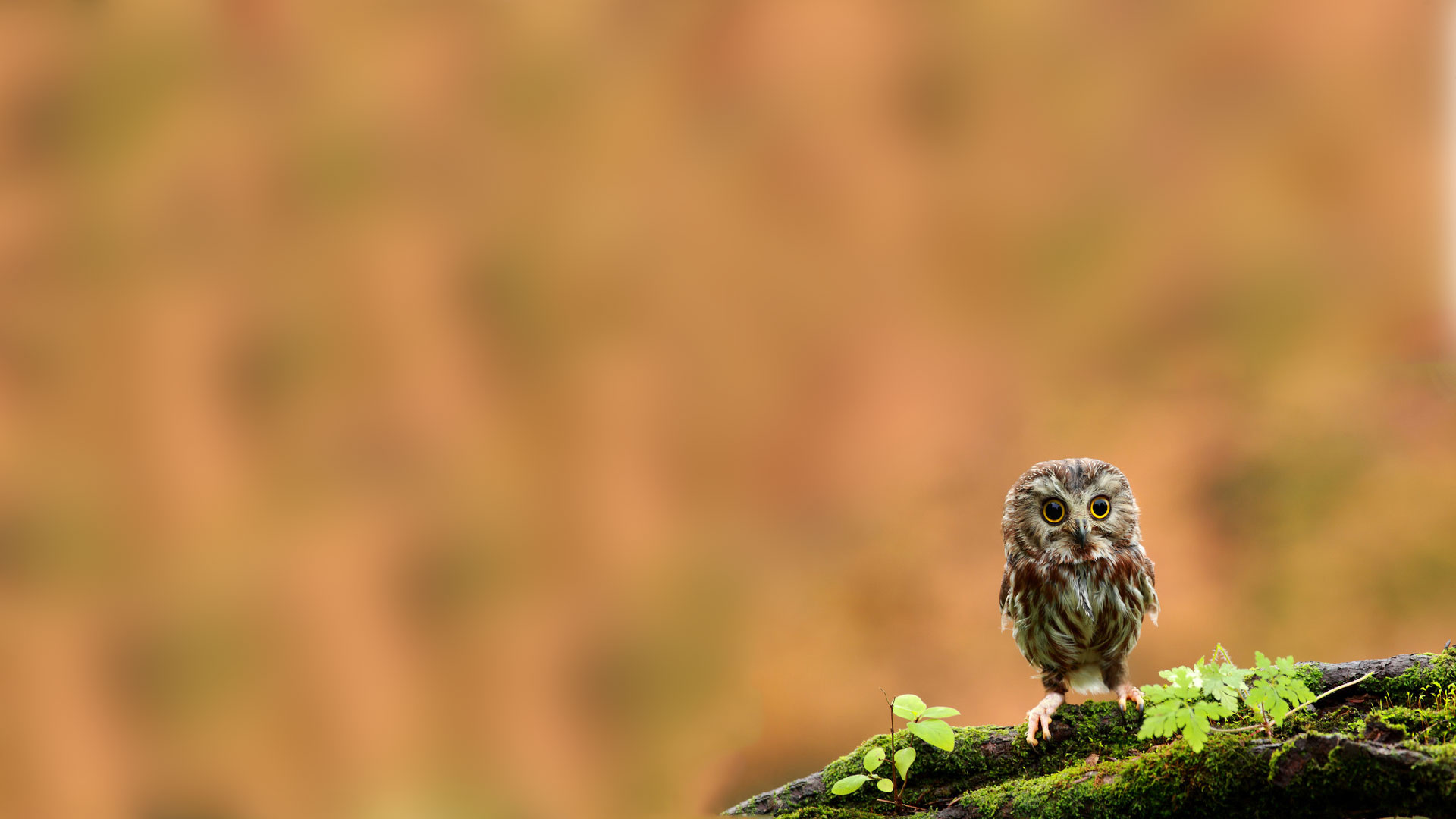 Fonds d'cran Animaux Oiseaux - Hiboux et Chouettes 