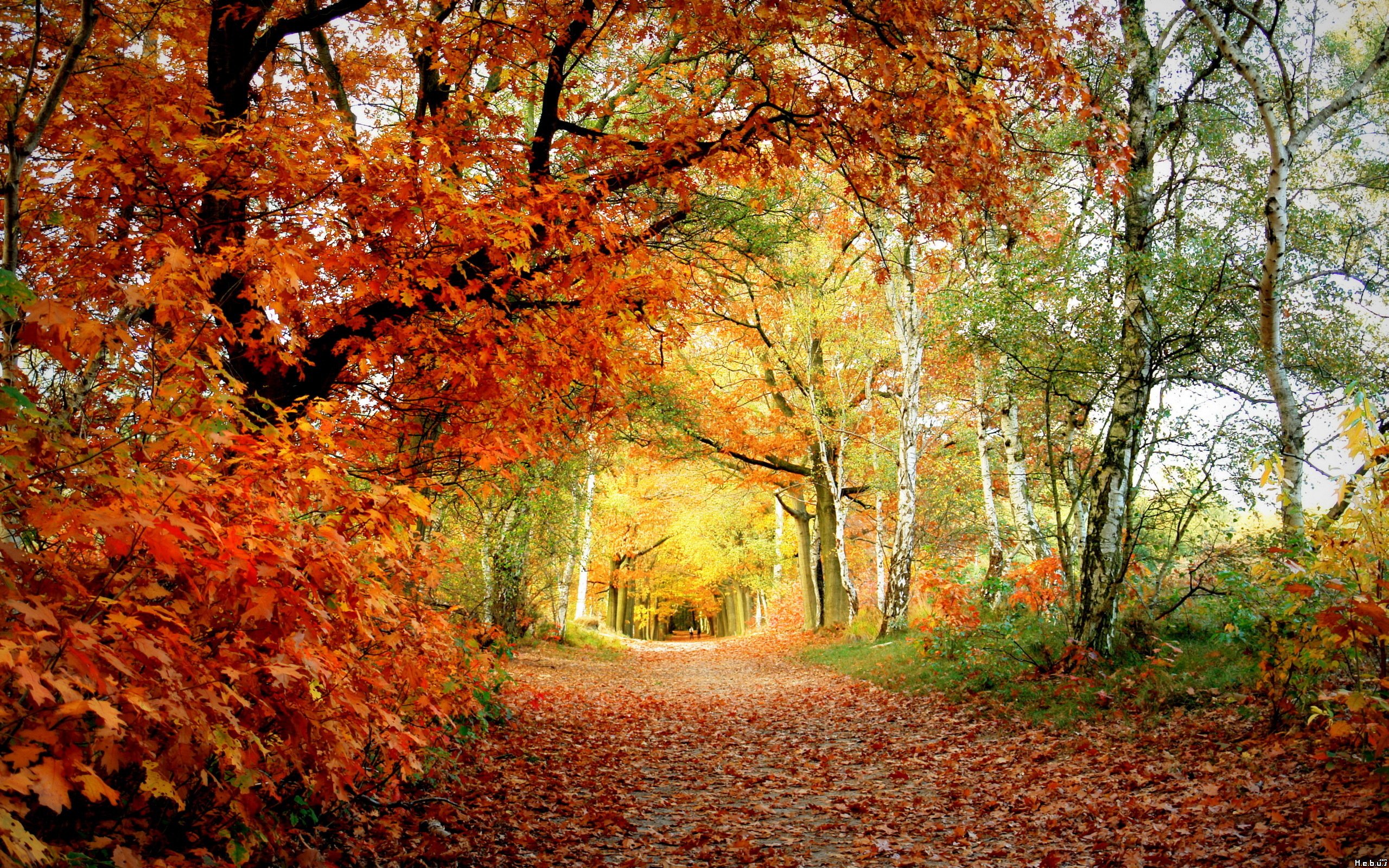 Fonds d'cran Nature Chemins 