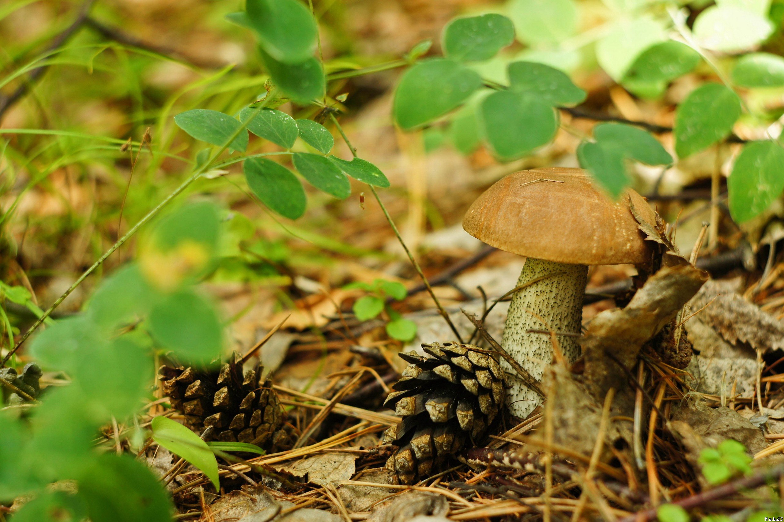 Fonds d'cran Nature Champignons 