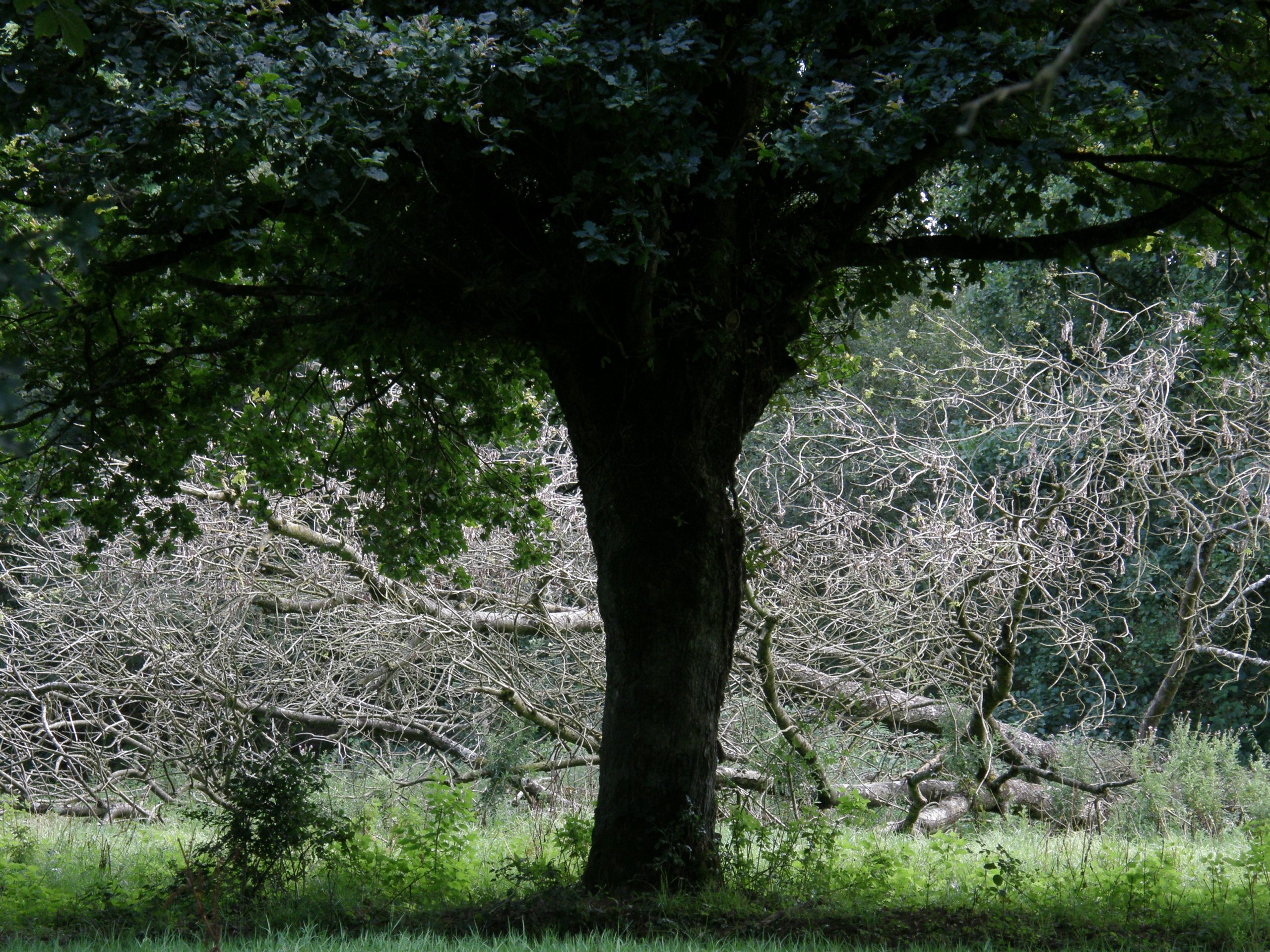 Wallpapers Nature Trees - Forests 