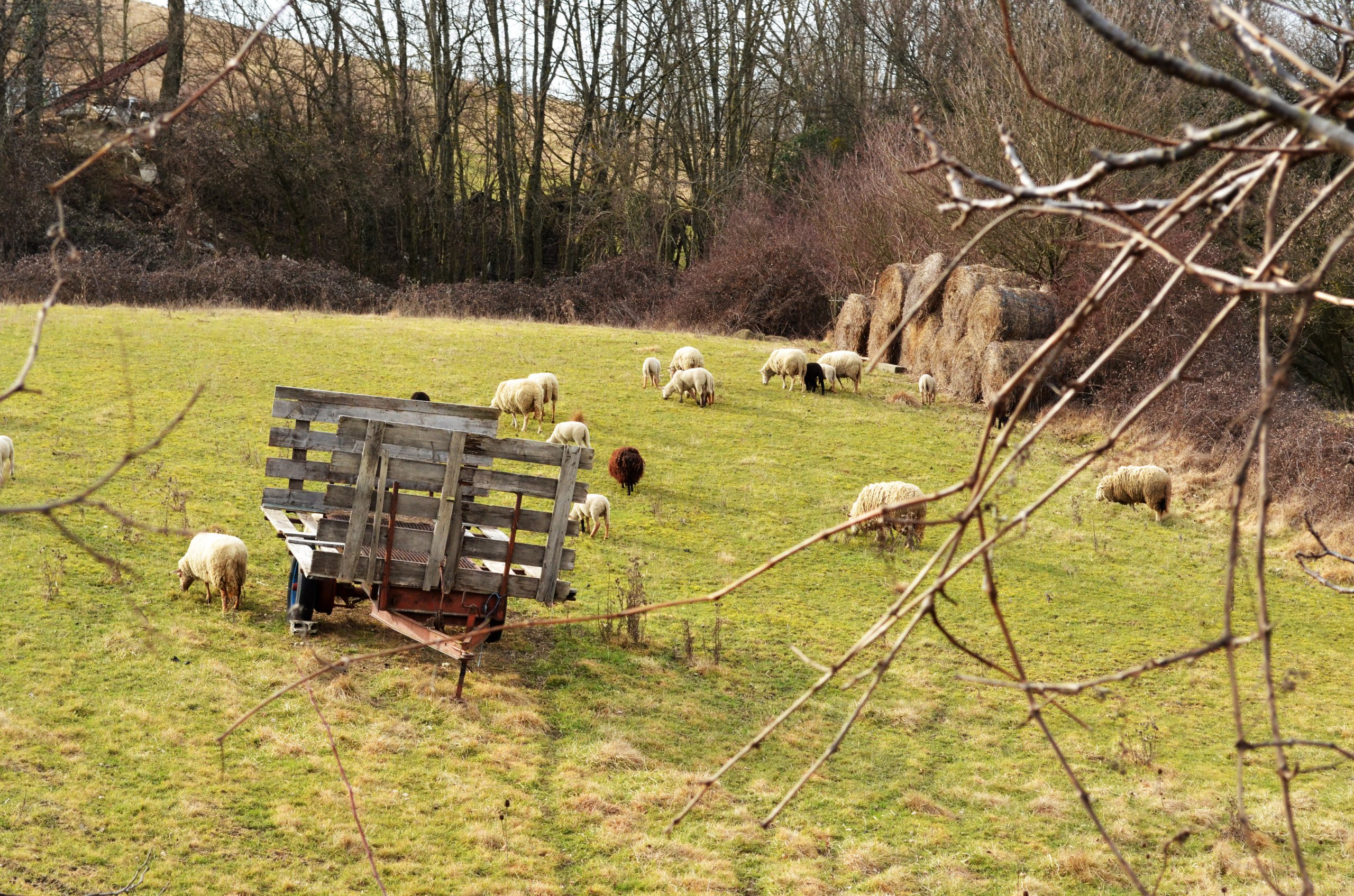 Fonds d'cran Animaux Moutons - Mouflons Campagne lyonnaise