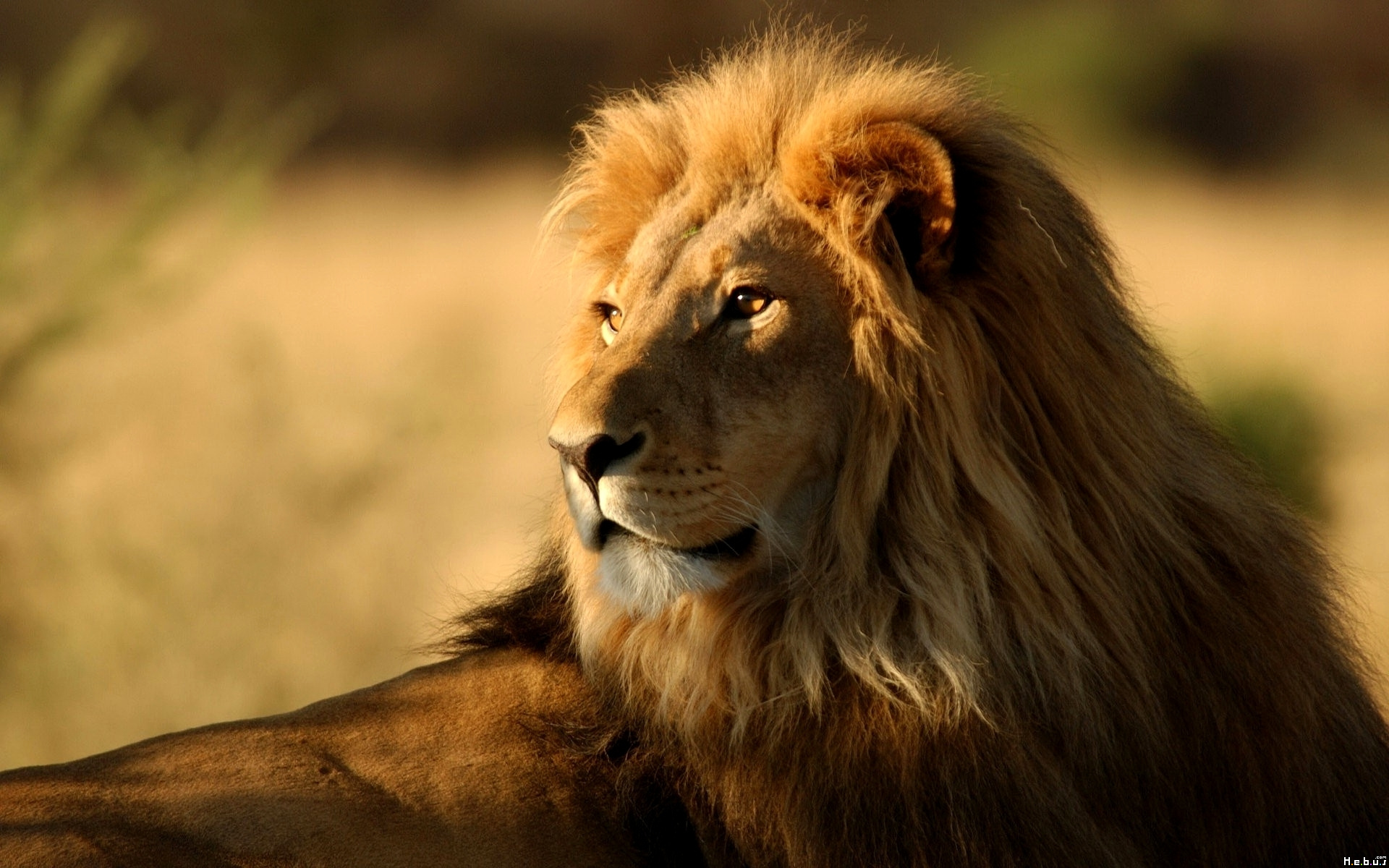 Wallpapers Animals Felines - Lions 