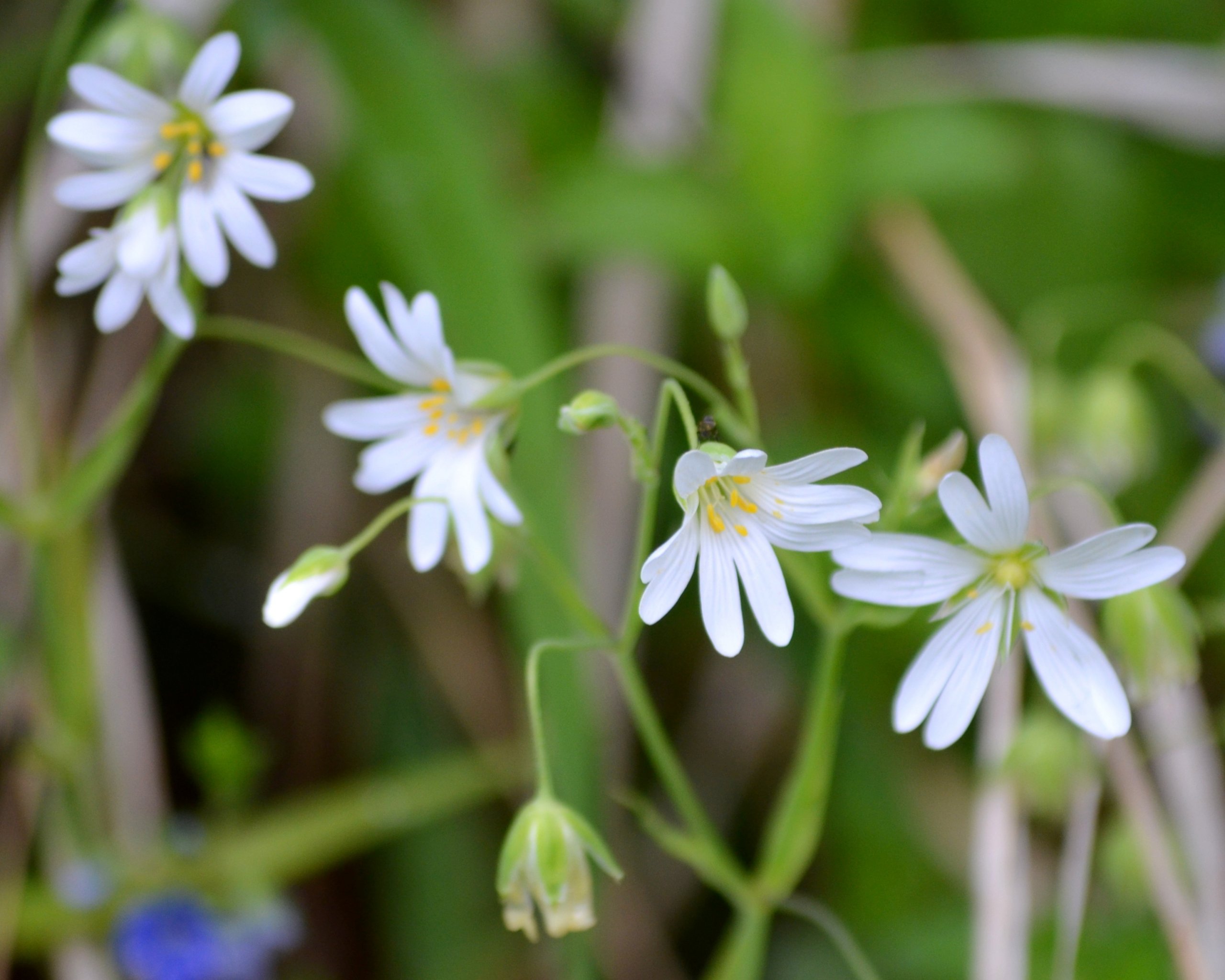 Wallpapers Nature Flowers 